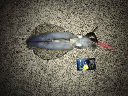 湾内でカンパチアオリイカが釣れています。